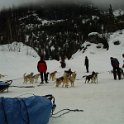 07 Dog sled
