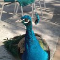 07 Begging peacock