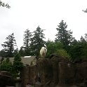 06.03 Nina Portland Zoo