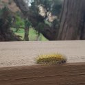 02 caterpillar