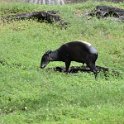 34 tapir
