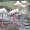 49 flamingo