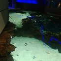 06 aquarium