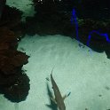 07 aquarium
