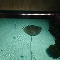 09 aquarium
