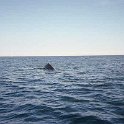 10 Rockport Whales