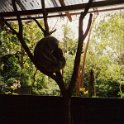 03 Koala