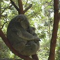 05 Koala