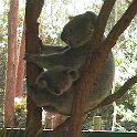 06 Koala