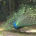 08 Peacock