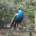 14 Peacock