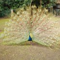 17 Peacock