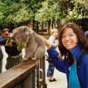 19 Sharon Koala