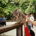20 Kerry Koala