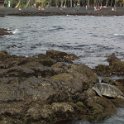 33 Punalu'u Beach turtle