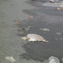 34 Punalu'u Beach turtle