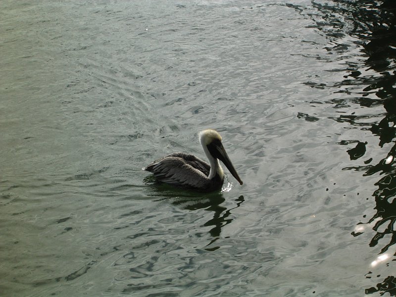 22 Pennekamp pelican