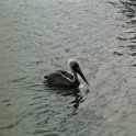 22 Pennekamp pelican