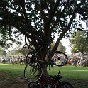 12 Bike Tree
