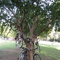 13 Bike Tree