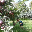 09.28 Nina apple picking