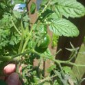 06.09 tomato plant