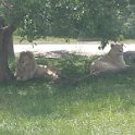 03 African Lion Safari