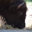 12 bison