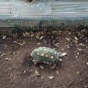 07 turtle