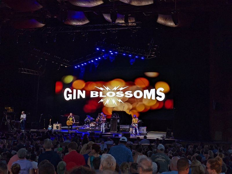 15 Gin Blossoms