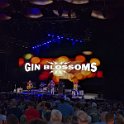 15 Gin Blossoms