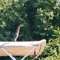 08.19 Cormorant