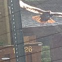 06.01 vulture