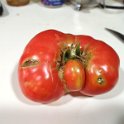 07.26 tomato